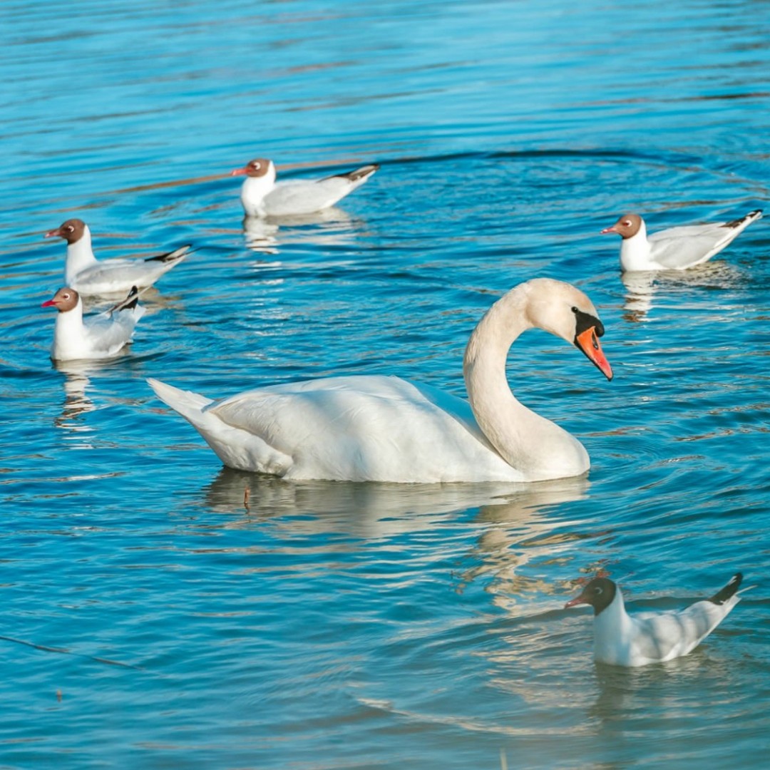 Nestled in the heart of Coasterra, our stunning 60-acre lake will be the perfect spot for relaxation and recreation!  🦢 Whether you’re fishing from the shore, taking a leisurely canoe ride, or enjoying a picnic by the water, this beautiful lake is designed for outdoor enjoyment and tranquility. Prepare to unwind by the water’s edge at Coasterra! #Coasterra #ManateeCounty #ManateeCountyRealEstate #Florida #PalmettoRealEstate #PalmettoFlorida #PalmettoFloridaRealEstate