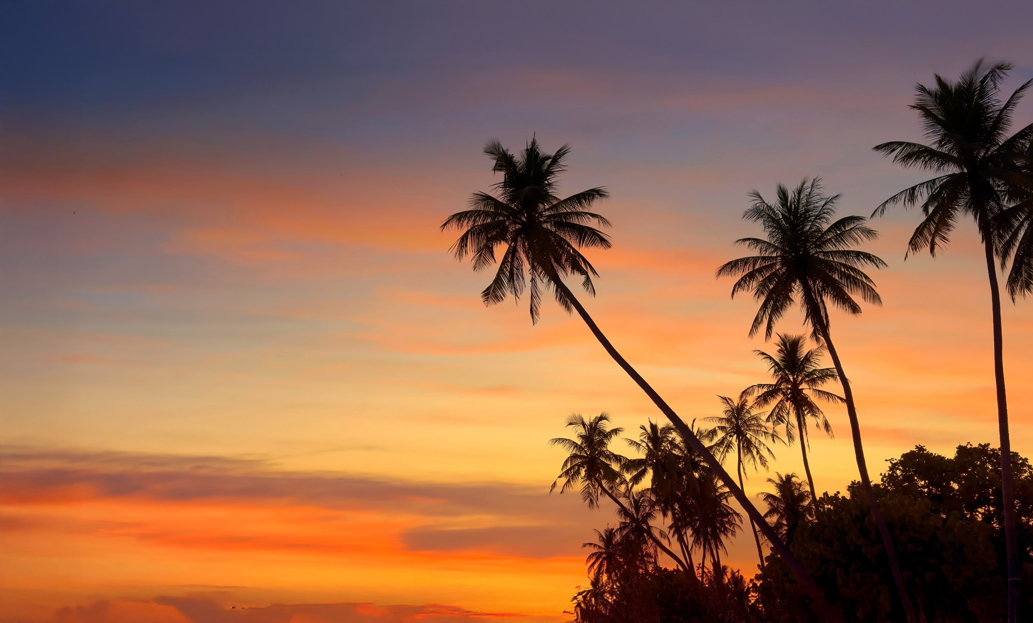 Coasterra_Homepage_palm trees