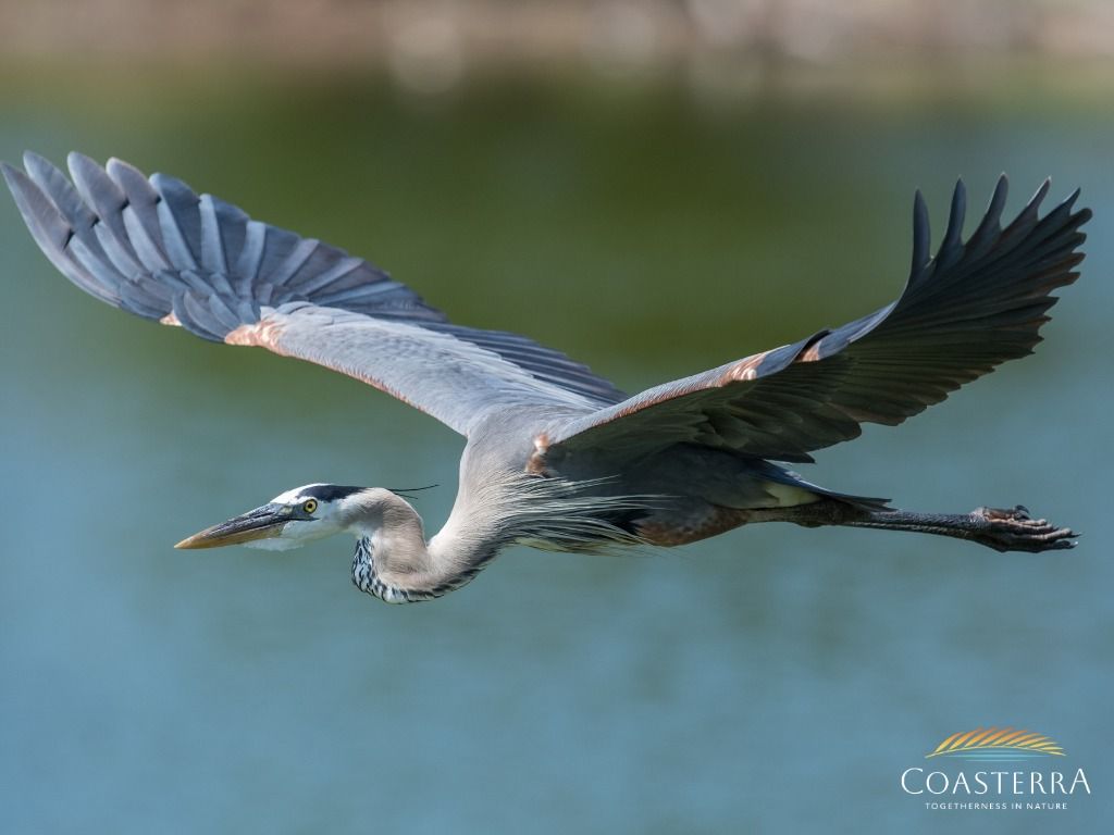 While exploring Coasterra’s lakeside trails, you might spot an elegant Great Blue Heron gliding across the sky or fishing peacefully in the water. 🦢 It’s a natural symbol of the serene, wild beauty that surrounds you, right in your own backyard. Learn more about the Coastera lifestyle at Coasterraflorida.com! #Coasterra #ManateeCounty #ManateeCountyRealEstate #Florida #PalmettoRealEstate #PalmettoFlorida #PalmettoFloridaRealEstate