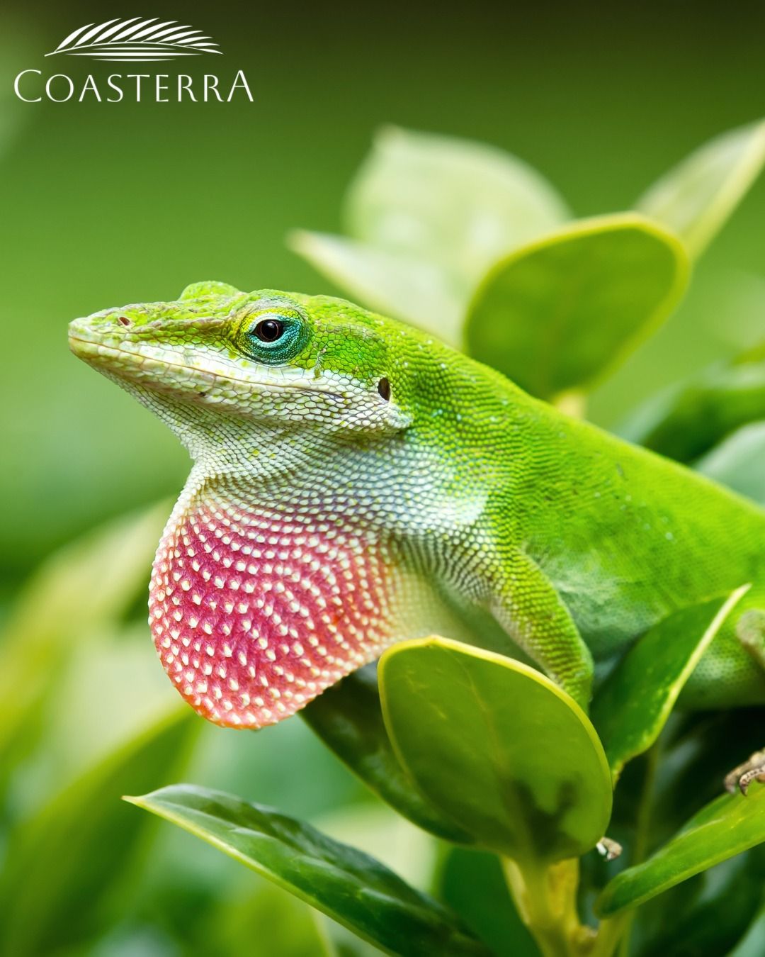 Sometimes, the smallest creatures leave the biggest impressions. 🌳🦎 Keep an eye out in the trees around Coasterra—you might see a tiny flash of pink, which is the Green Anole Lizard! These native Florida wildlife add quiet, colorful life to our natural landscape. Learn more about the Coasterra lifestyle at Coasterraflorida.com! #Coasterra #ManateeCounty #ManateeCountyRealEstate #Florida #PalmettoRealEstate #PalmettoFlorida #PalmettoFloridaRealEstate