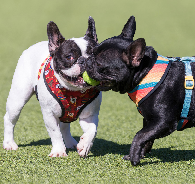 Two French Bulldogs playing with a ball. Off-leash dog park in Northern California.